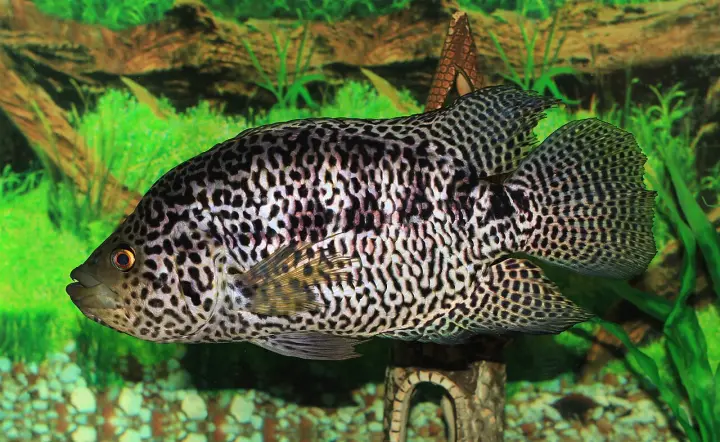 Jaguarbuntbarsch (Parachromis managuensis)