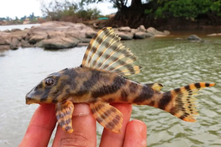Candy-Striped-Harnischwels (L15) (Peckoltia vittata)
