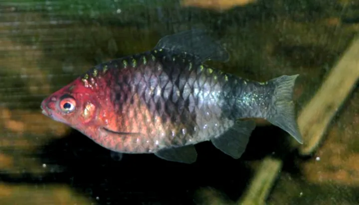 Purpurkopfbarbe (Pethia nigrofasciata)
