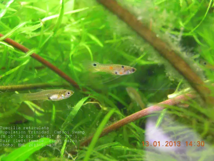 Guppy (Poecilia reticulata)