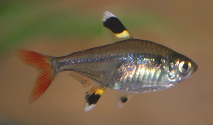 Sternflecksalmler (Pristella maxillaris)