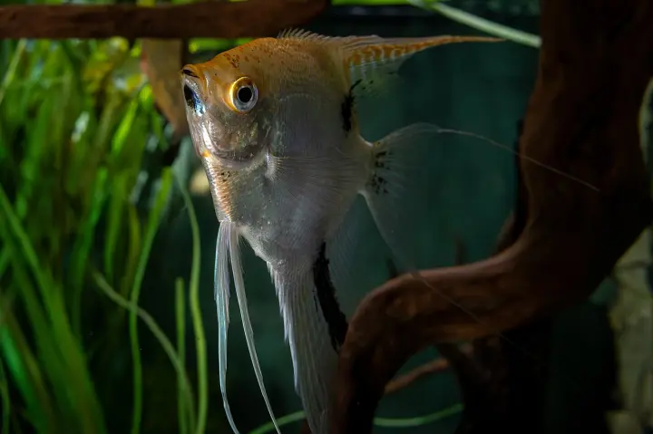 Skalar (Pterophyllum scalare)