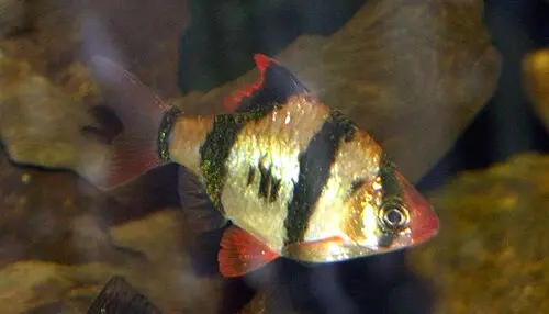 Sumatrabarbe (Puntigrus tetrazona)