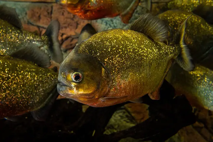 Roter Piranha (Pygocentrus nattereri)