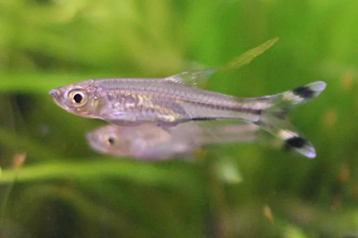 Glasbärbling (Rasbora trilineata)