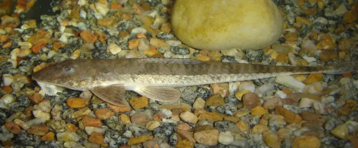 Hexenwels (Rineloricaria sp.)