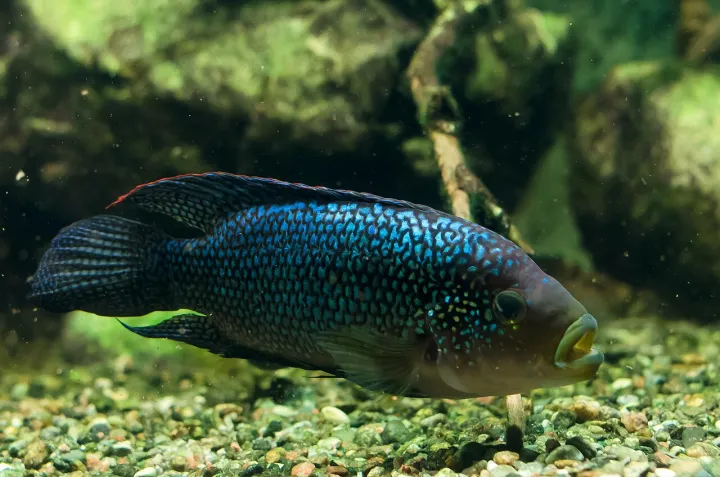 Achtbinden-Buntbarsch (Rocio octofasciata)