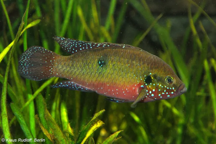 Roter Cichlide (Rubricatochromis lifalili)