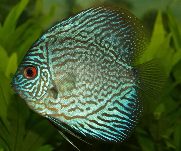 Diskus (Symphysodon aequifasciatus)