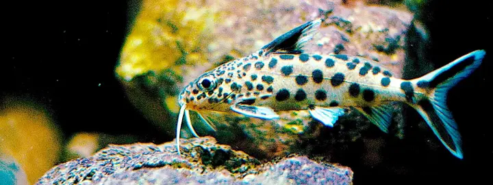 Kuckuckswels (Synodontis multipunctatus)
