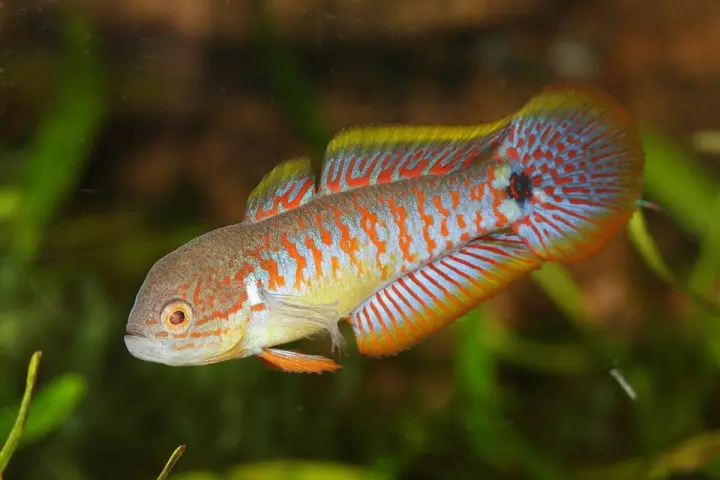 Pfauenaugengrundel (Tateurndina ocellicauda)