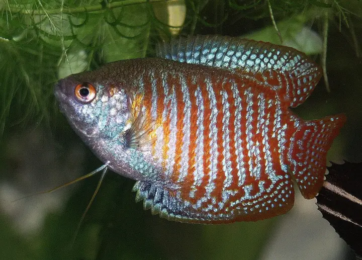 Zwergfadenfisch (Trichogaster lalius)