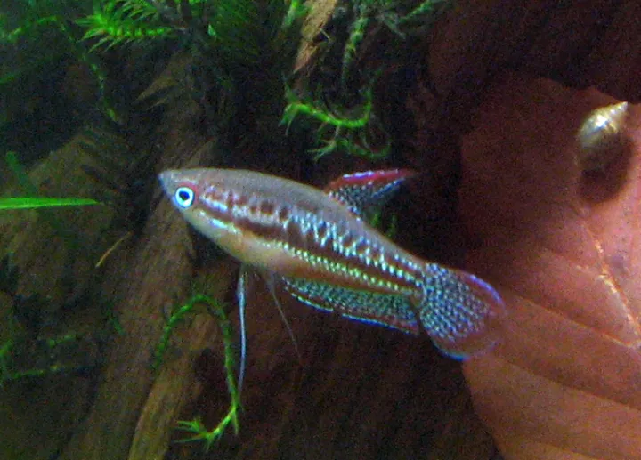 Knurrender Zwerggurami (Trichopsis pumila)