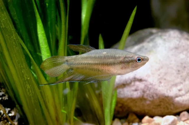 Knurrender Gurami (Trichopsis vittata)