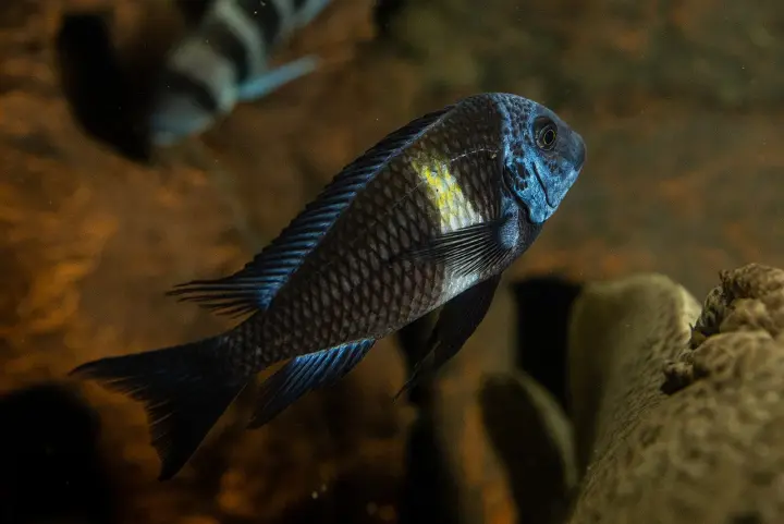 Weißbinden-Tropheus (Tropheus duboisi)