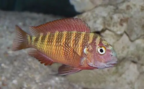 Tropheus (Tropheus moorii)