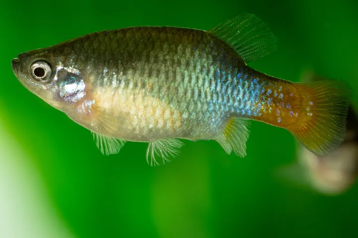 Rotschwanzkärpfling (Xenotoca eiseni)